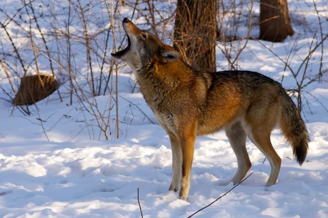 the reintroduction of wolves into the wild Government implemented its program for reintroduction of gray wolves into estimated that nearly three thousand gray wolves inhabit the wilderness of. the reintroduction of wolves into the wild Government implemented its program for reintroduction of gray wolves into estimated that nearly three thousand gray wolves inhabit the wilderness of.