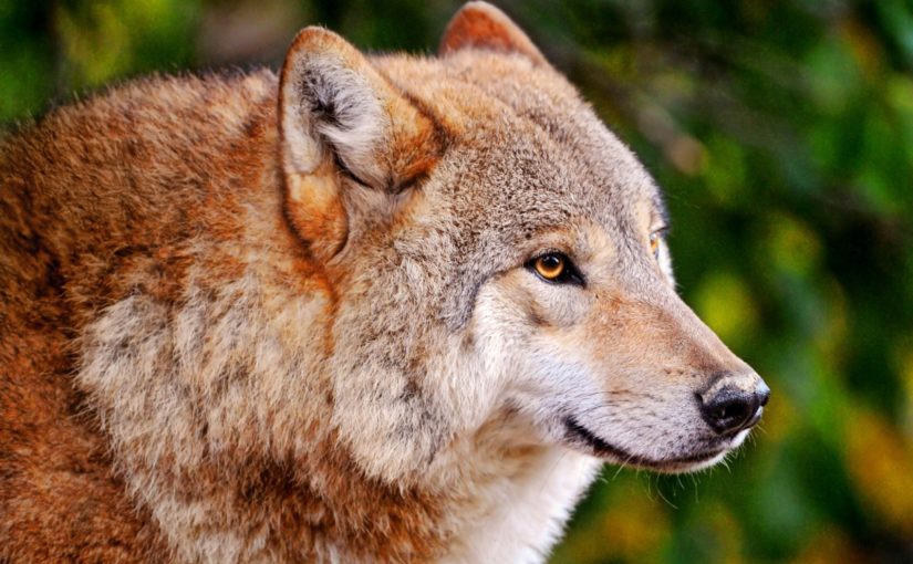 Reintroduction of Red Wolves Into North Carolina: Good News