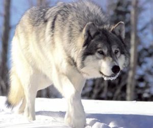 Wolf Hunting In North America