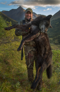Wolf Hunting In North America