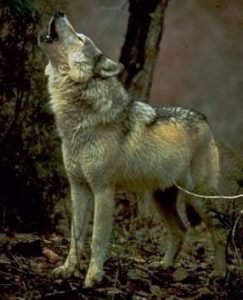 Where Can You Hunt Gray Wolves