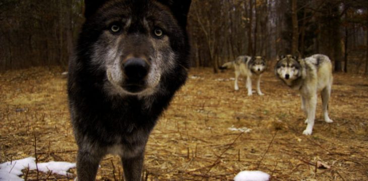 How to Track Wolves with a Trail Camera?