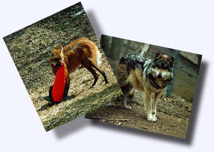 Wolf Pictures