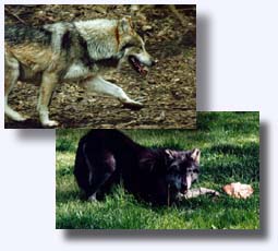 Mexican gray pictures