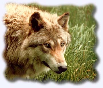 Wolf Picture