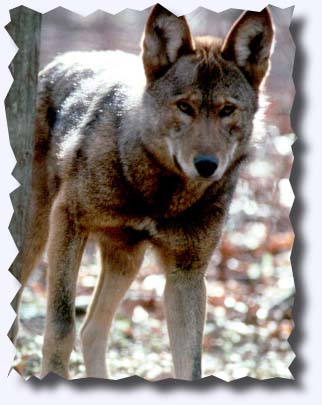 Red Wolf Photo