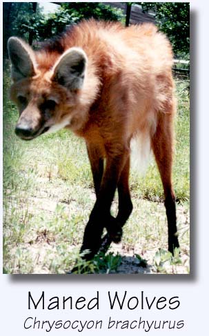 Maned Wolves