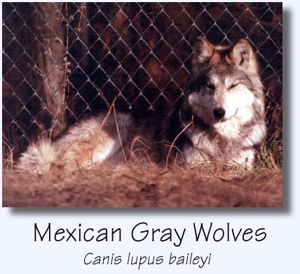 Mexican gray wolves