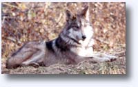 Mexican Wolf Puppy Picture