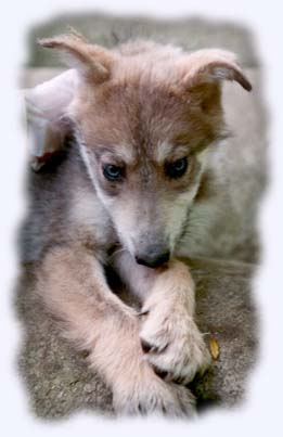 Picture of Wolf Puppy