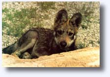 Puppy picture