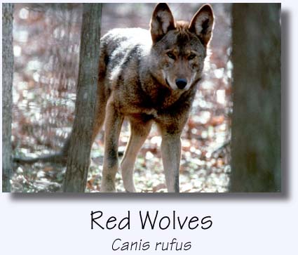 Red Wolves