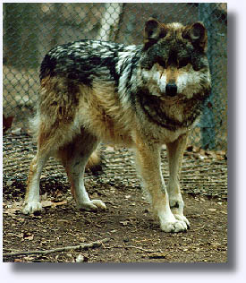 Picture of Santa Ana