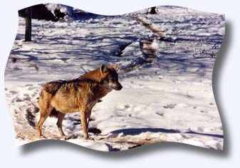Picture of Wolf In Snow