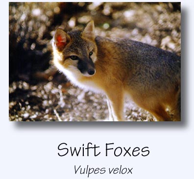 Swift Foxes