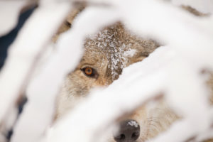 Stop The Unjustified Killing And Hunting of Montana’s Wolves