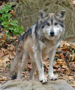 Stop The Unjustified Killing And Hunting of Montana’s Wolves